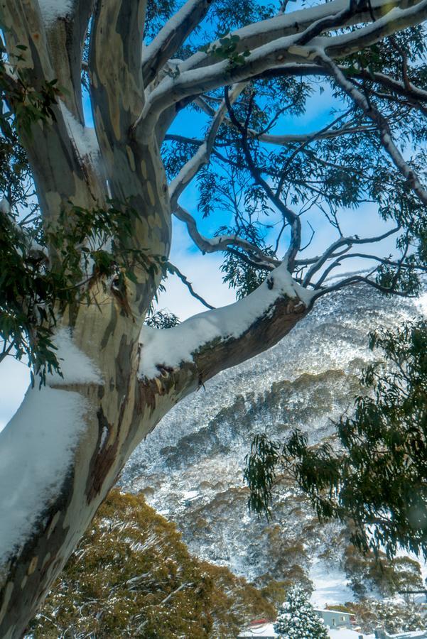 Pure Chalet Thredbo Dış mekan fotoğraf